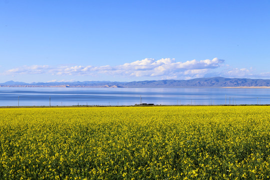 青海油菜花