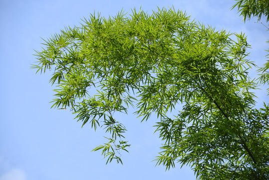 竹子