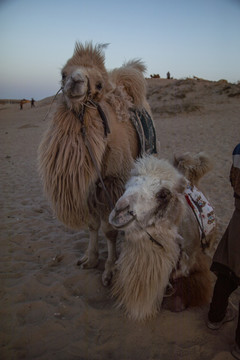 沙漠戈壁滩骆驼特写