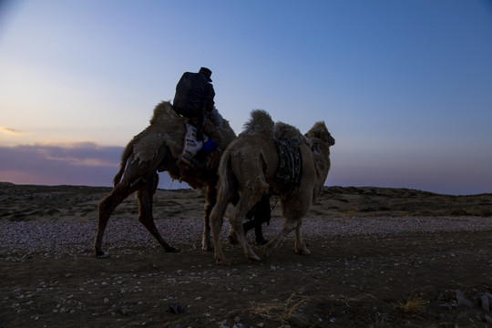 沙漠戈壁滩骑骆驼旅行家