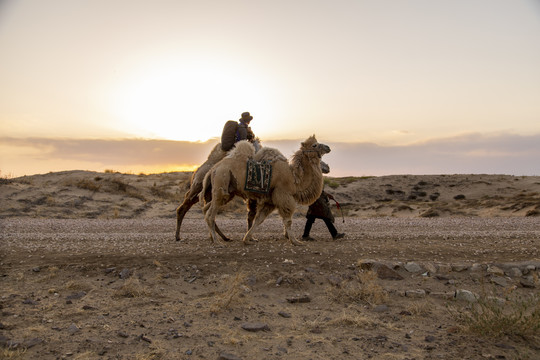 沙漠戈壁滩骑骆驼探险