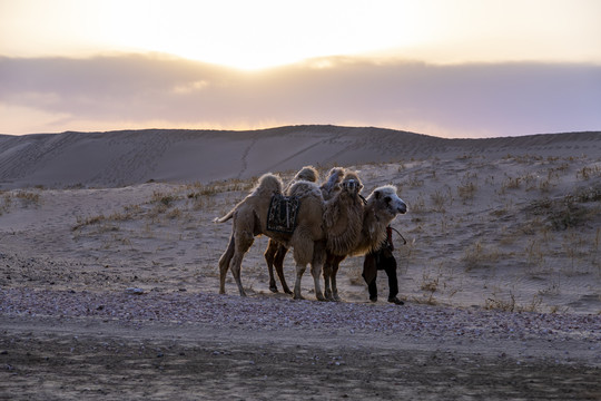 沙漠骆驼商队