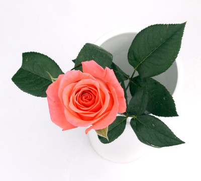 插在花瓶里的一朵玫瑰花