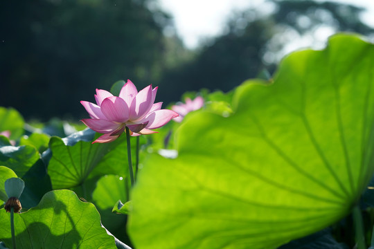 荷花