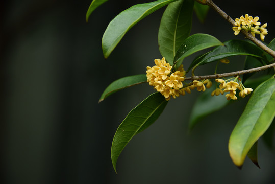 桂花