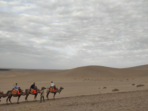 西北沙漠中的骆驼