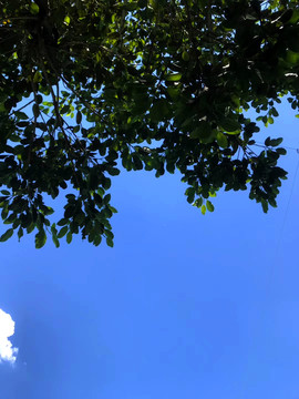 树枝蓝天背景