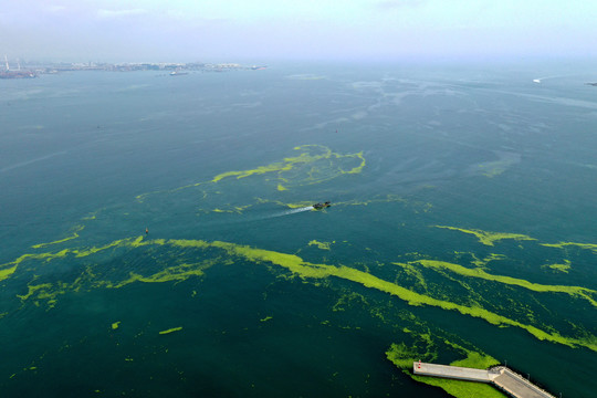 胶州湾海洋海苔藓浒苔