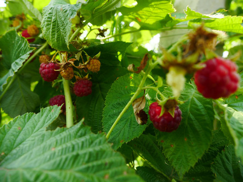 树莓覆盆子泡浆果特写