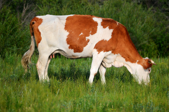 草原上散养的奶牛