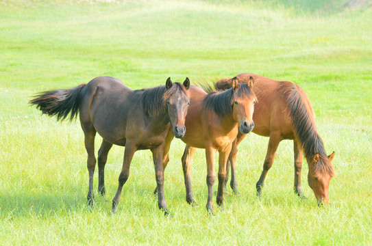 内蒙古草原上散养的马