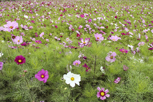 格桑花百日菊非洲菊波斯菊