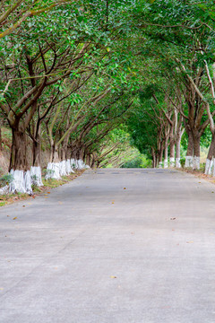 淇澳岛公路