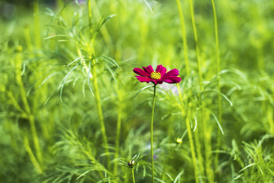 格桑花