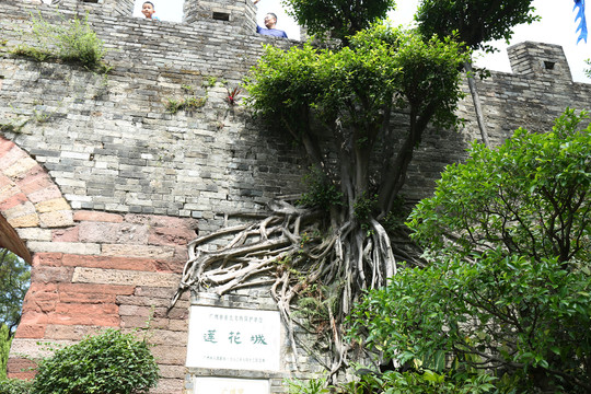 城墙下的榕树