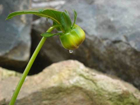 地瓜花朝露