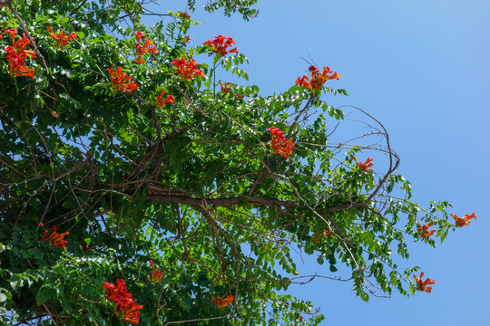 凌霄花