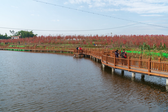 湿地公园亲水桥