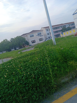 草丛
