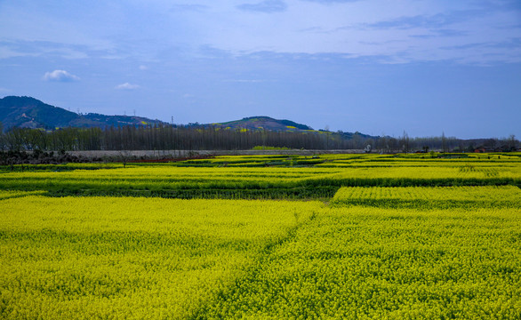 油菜花