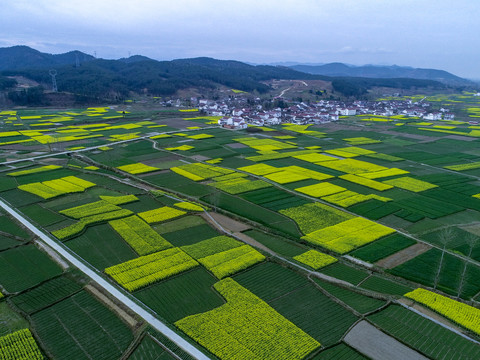 油菜花