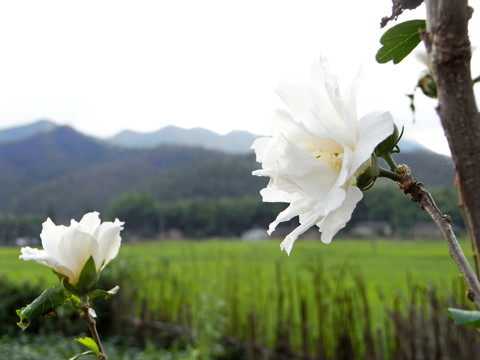 白色木槿花