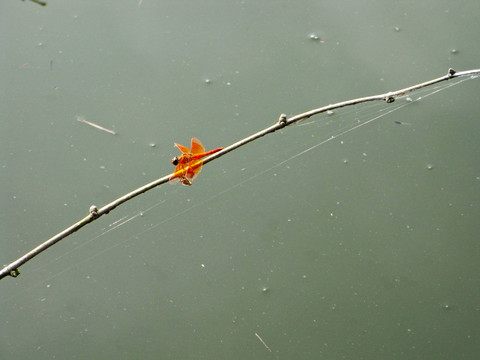 池塘蜻蜓