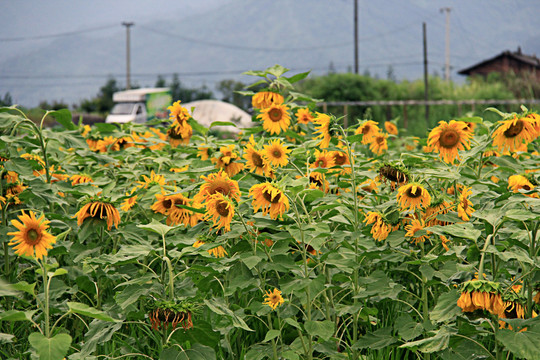 葵花田