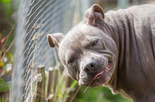 比特斗牛犬