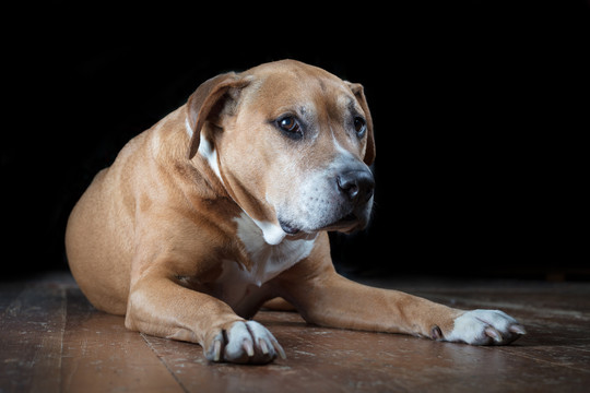 比特斗牛犬