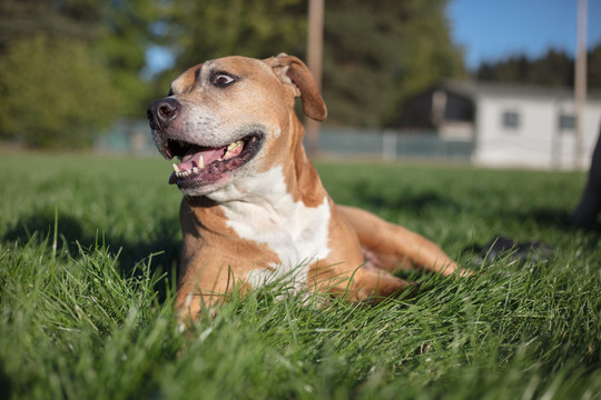 比特斗牛犬