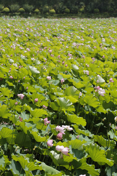 莲花池