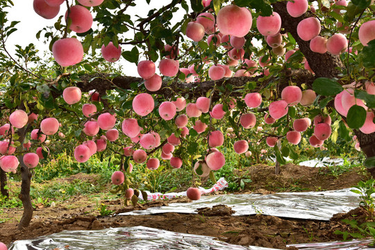 苹果树上的苹果