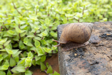 蜗牛壳