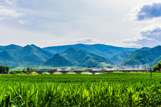 田野中的路