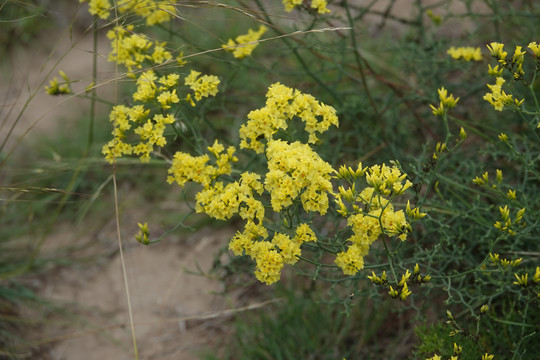 黄花补血草