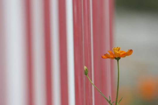 盛开的波斯菊