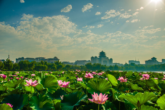 北京莲花池公园