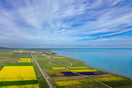 青海湖油菜花