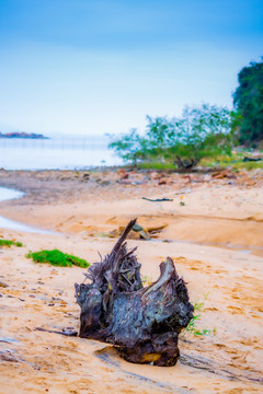 海边枯木