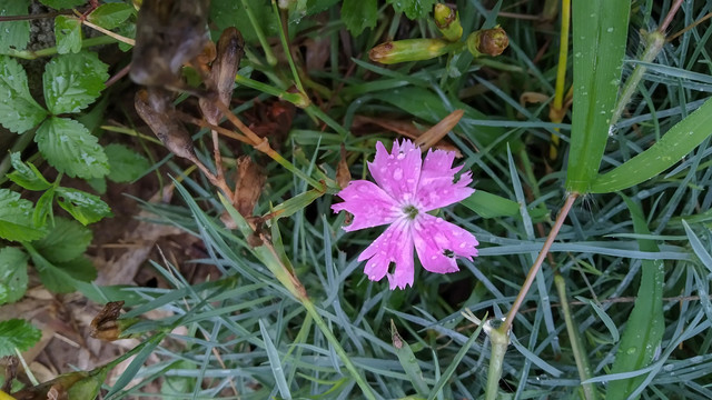 粉红色花朵