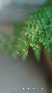 橛类植物
