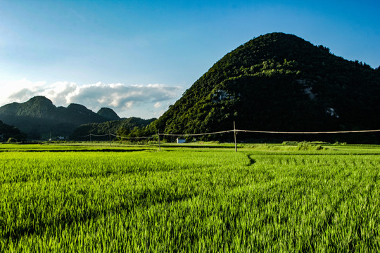 稻田青山