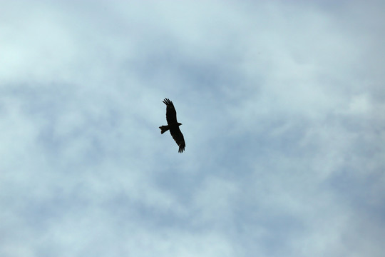 鹰击长空