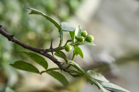 花椒树