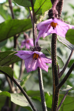 茄子花