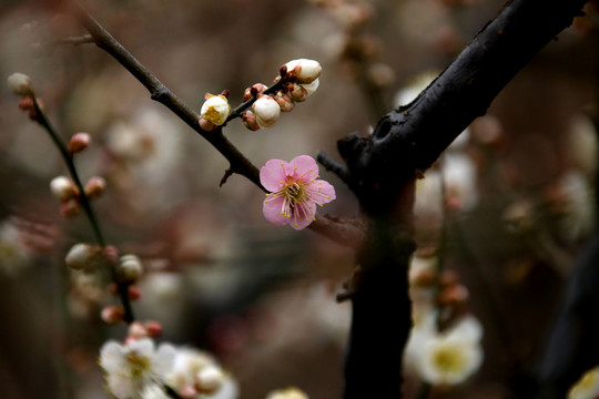 梅花