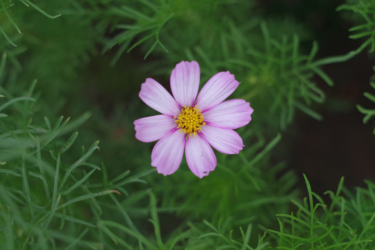 波斯菊