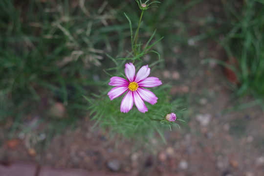 波斯菊