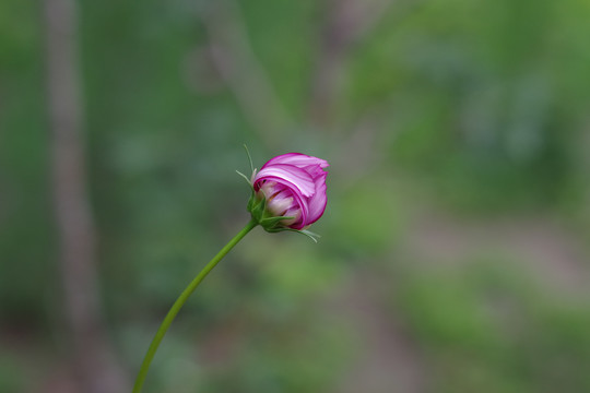 波斯菊